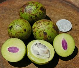   Fruits:   Bouea macrophylla ; Photo by Djatmiko, wikimedia commons
